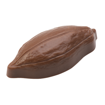 Cacao pod 